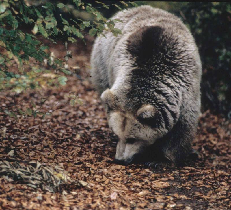 Η περιοχή Νέστου-Ροδόπης: Καφέ αρκούδα (Ursus arctos)