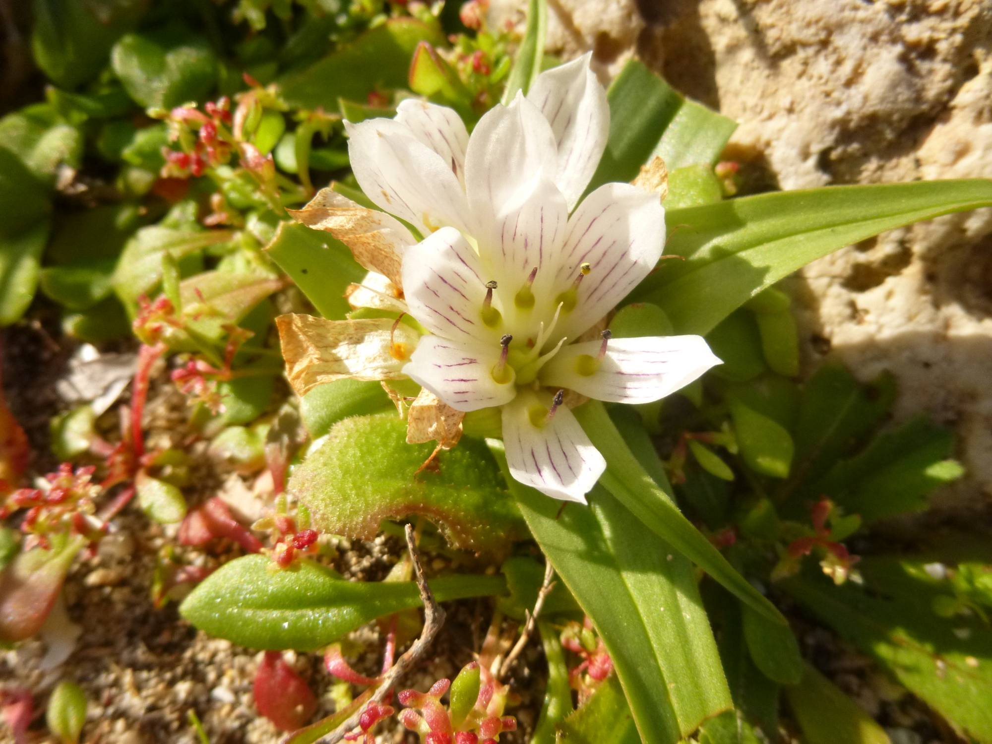 Elafonisi - Sougia: Androcymbium rechingeri