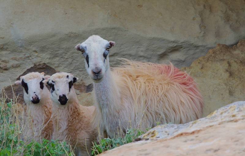 Gramvoussa topoguide: Free roaming sheep in Gramvoussa