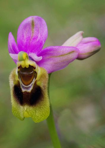 Αλόννησος: Orchis italica