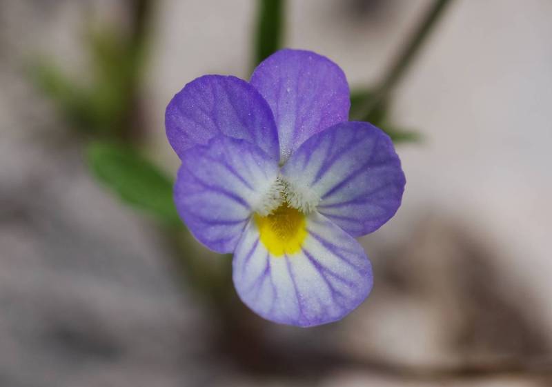 Viola kitaibeliana