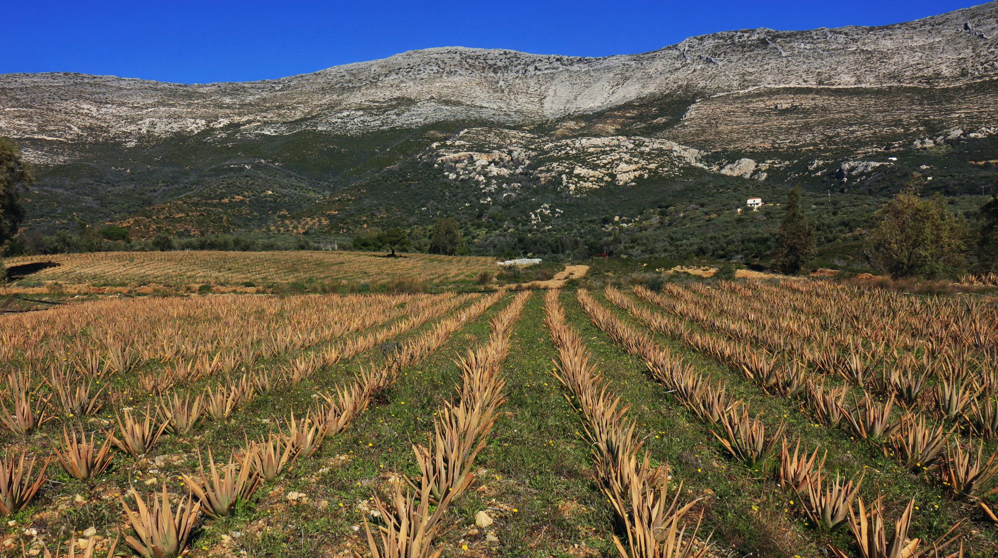 Monemvasia-Vatika topoguide: Aloe vera farmland near Agios Nikolaos
