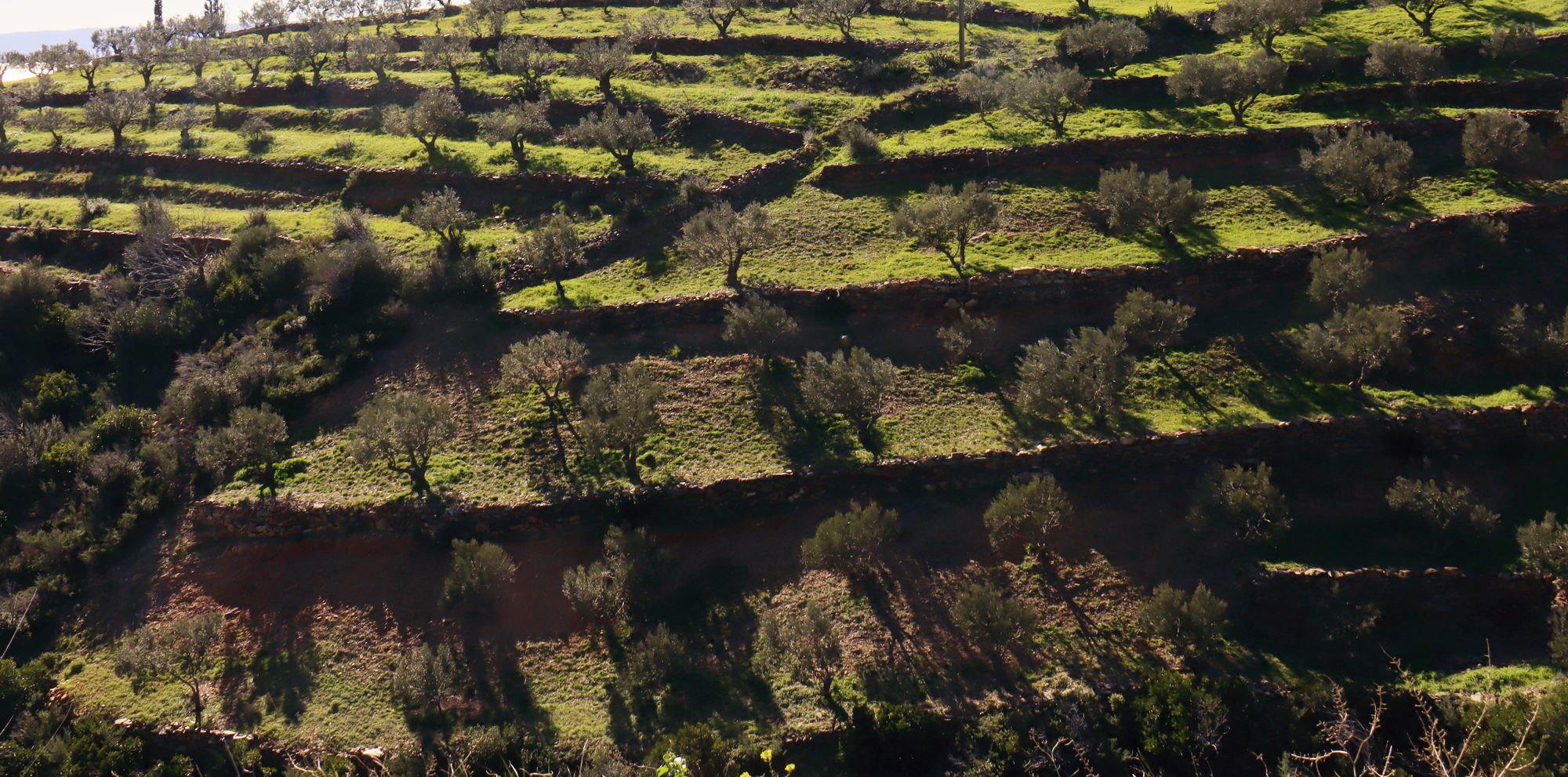 Monemvasia-Vatika topoguide: Olive grove in Lachi