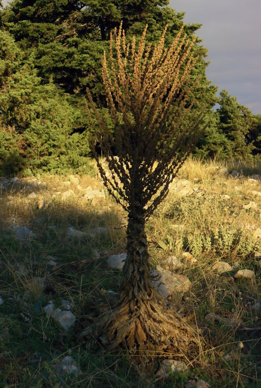 Ο22 Αγία Άννα-Άσκρη: Verbascum mallophorum