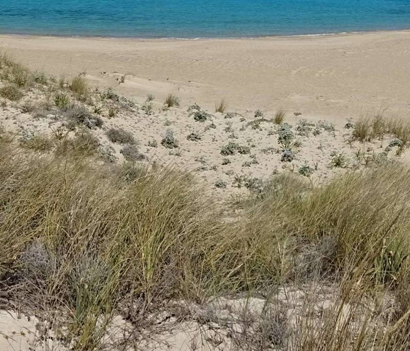 Gramvoussa topoguide: Dunes with Ammophila arenaria