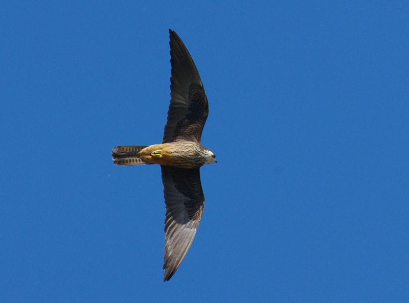 Τα πουλιά της Γραμβούσας: Falco eleonorae Γραμβούσα topoguide