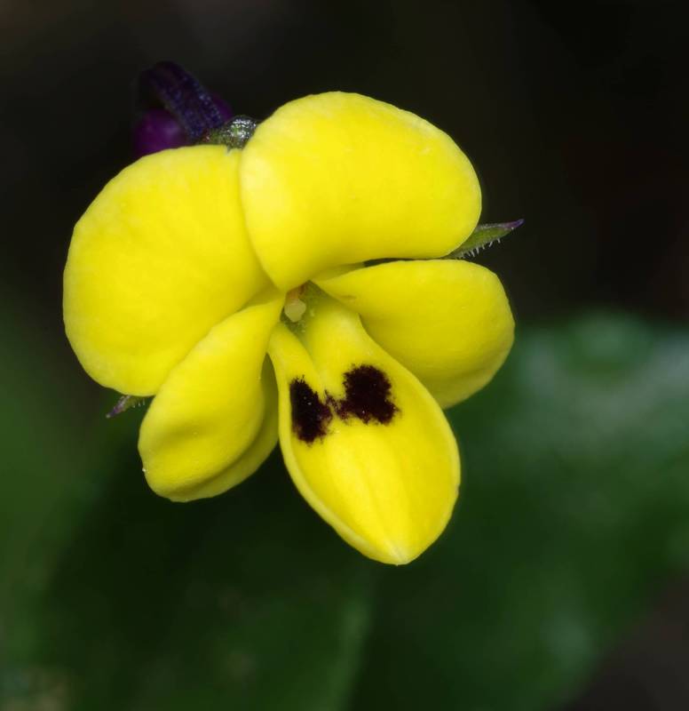 Gramvoussa topoGuide: Viola scorpiuroides