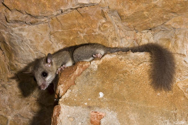 Πανίδα των Λευκών Ορέων: Δασομυωξός (Glis glis) Πανίδα των Λευκών Ορέων: Δασομυωξός (Glis glis)