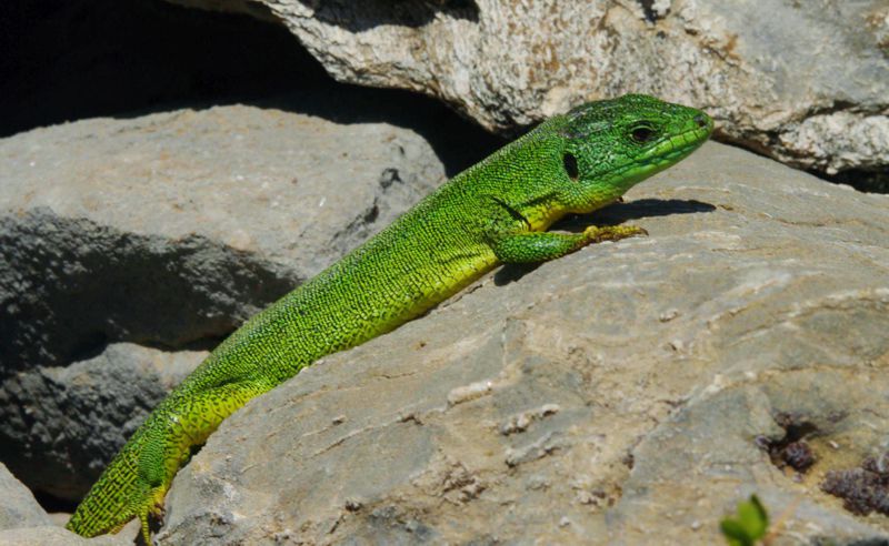 Πανίδα των Λευκών Ορέων: Τρανόσαυρα (Lacerta trilineata) Πανίδα των Λευκών Ορέων: Τρανόσαυρα (Lacerta trilineata)