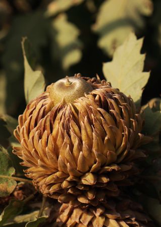 Βαφειός-Στύψη: Μακρόλεπη δρυς (Quercus ithaburensis subsp. macrolepis) Βαφειός-Στύψη