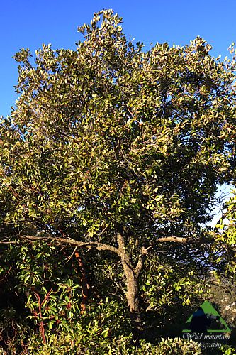 Γεωγραφία της Τροιζηνίας: Η Αριά (Quercus ilex) Πόρος-Τροιζηνία topoguide