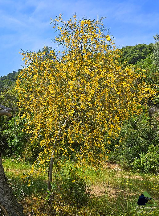 Η βλάστηση του Πόρου και της Τροιζηνίας: Acacia saligna (Κυανόφυλλη ακακία) Πόρος-Τροιζηνία topoguide