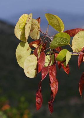 Η βλάστηση του Πόρου και της Τροιζηνίας: Κουτσουπιά (Cercis siliquastrum) Πόρος-Τροιζηνία topoguide