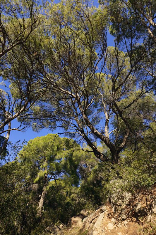 Η βλάστηση του Πόρου και της Τροιζηνίας: Χαλέπειος πεύκη (Pinus halepensis) στον Πόρο Πόρος-Τροιζηνία topoguide