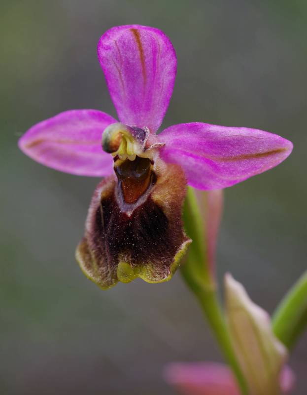 Σαλαμίνα: Η Ophrys tenthredinifera προσθέτει μια πινελιά ομορφιάς στα άχρωμα φρύγανα Μικρή Αττική topoguide
