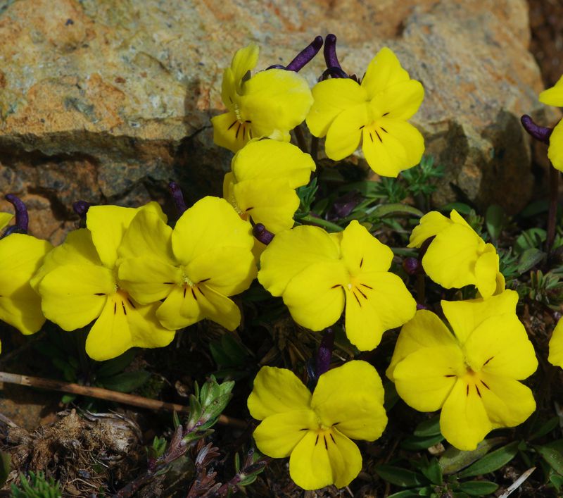 Βάλια Κάλντα, Ε6 Περιβόλι-Βάλια Κάλντα: Viola velutina Βάλια Κάλντα, Ε6 Περιβόλι-Βάλια Κάλντα: Viola velutina