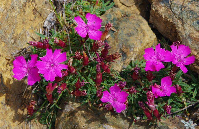 Βάλια Κάλντα, Ε6 Περιβόλι-Βάλια Κάλντα: Dianthus haematocalyx ssp. pindicola Βάλια Κάλντα, Ε6 Περιβόλι-Βάλια Κάλντα: Dianthus haematocalyx ssp. pindicola