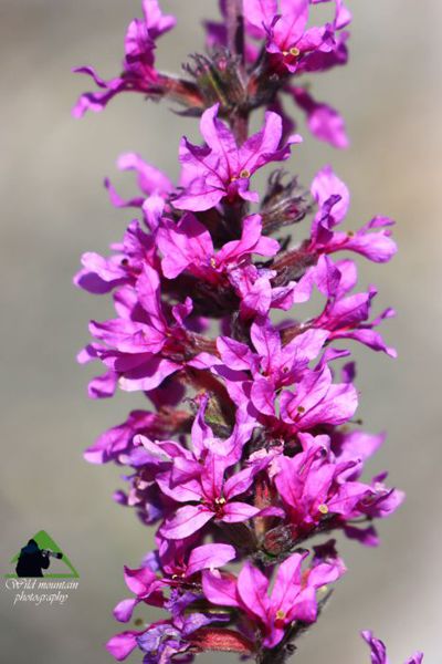 Η χλωρίδα της Βασιλίτσας: Lythrum salicaria Βάλια Κάλντα topoguide