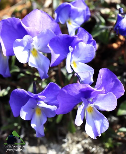Η χλωρίδα της Βασιλίτσας: Viola epirota Βάλια Κάλντα topoguide