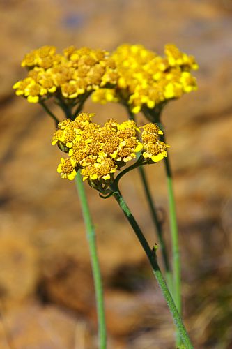Βούρινος: Achillea holosericea topoguide Greece
