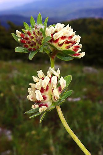 Βούρινος: Anthyllis vulneraria topoguide Greece