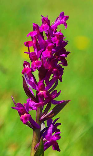 Βούρινος: Dactylorhiza sambucina topoguide Greece