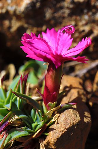 Βούρινος: Dianthus haematocalyx topoguide Greece