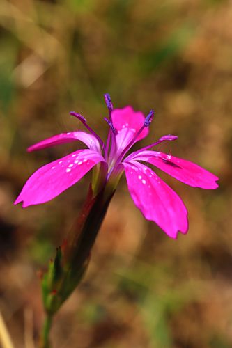 Βούρινος: Dianthus viscidus topoguide Greece