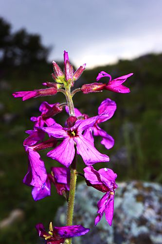 Βούρινος: Hesperis theophrasti topoguide Greece