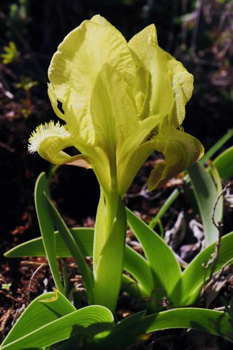 Βούρινος: Iris reichenbachii topoguide Greece