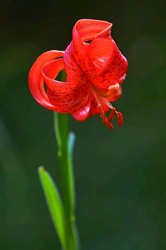 Βούρινος: Lilium chalcedonicum topoguide Greece