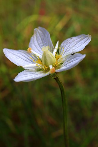 Βούρινος: Parnassia palustris topoguide Greece