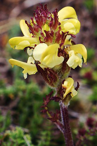 Βούρινος: Pedicularis leucodon topoguide Greece