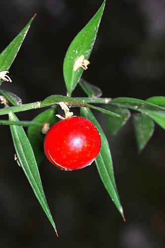 Βούρινος: Ruscus aculeatus topoguide Greece
