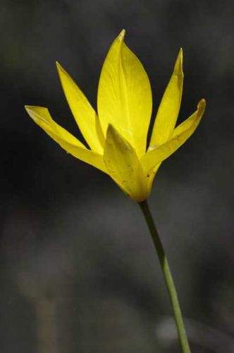 Βούρινος: Tulipa australis topoguide Greece