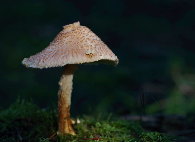 Μαίναλον Όρος: Lepiota clypeolaria Μαίναλον Όρος topoguide