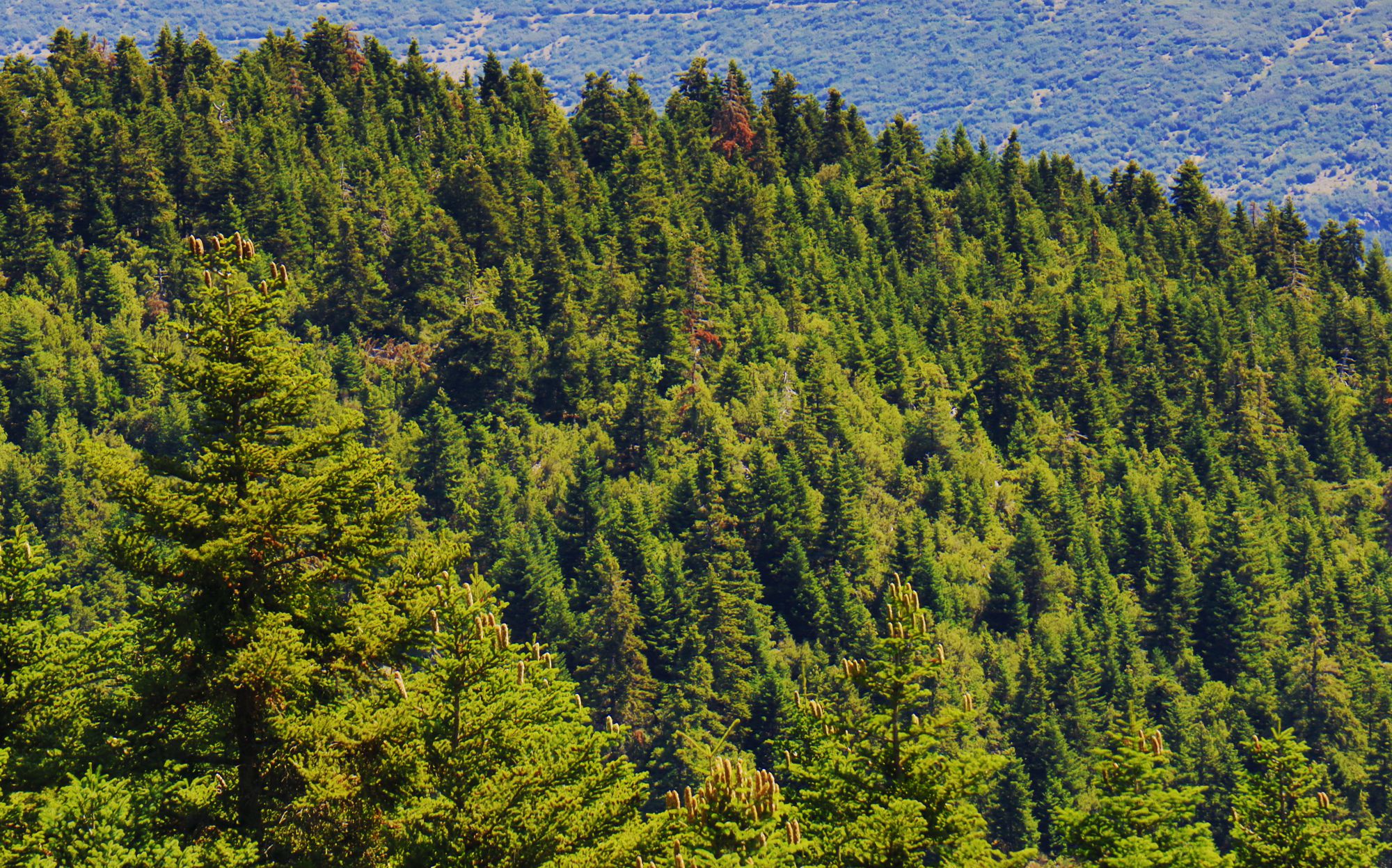 Βλάστηση του Μαίναλου: Πλαγιές με ελατόδασος κοντά στη Σφυρίδα, Μαγούλιανα