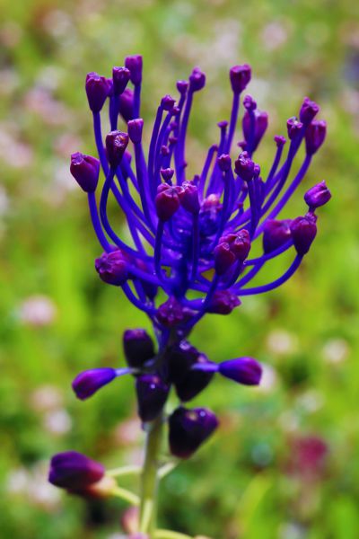 Muscari comosum Muscari