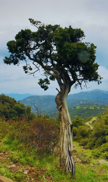 Αρκαδικά Μονοπάτια & Apollo Trails: Κοινή άρκευθος (Juniperus communis subsp. communis) Αρκαδικά Μονοπάτια & Apollo Trails: Κοινή άρκευθος (Juniperus communis subsp. communis)