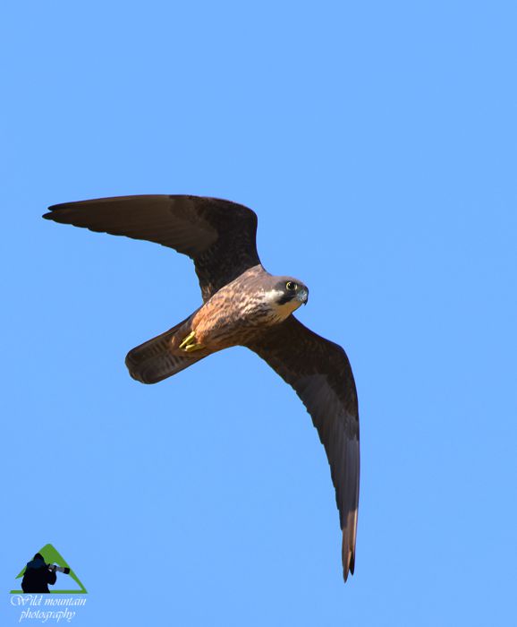Η Οκτωνιά: Μαυροπετρίτης (Falco eleonorae) στην Οκτωνιά Κεντρική Εύβοια/Δίρφυς topoguide