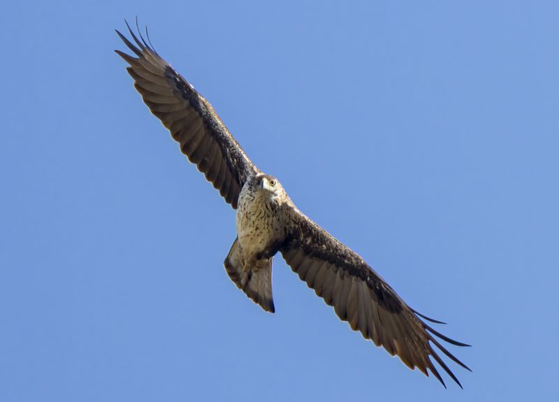 Τα πουλιά στο Ορτάρι: Ο Σπιζαετός (Aquila fasciata) διατηρεί στην απόκρημνη αιγαιακή Εύβοια ένα σημαντικό μέρος του ελληνικού πληθυσμού του Κεντρική Εύβοια/Δίρφυς topoguide