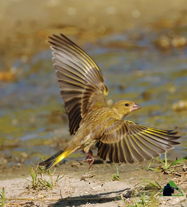 Τα πουλιά του Πυξαριά: Φλώρος (Chloris chloris) Δίρφυς topoguide