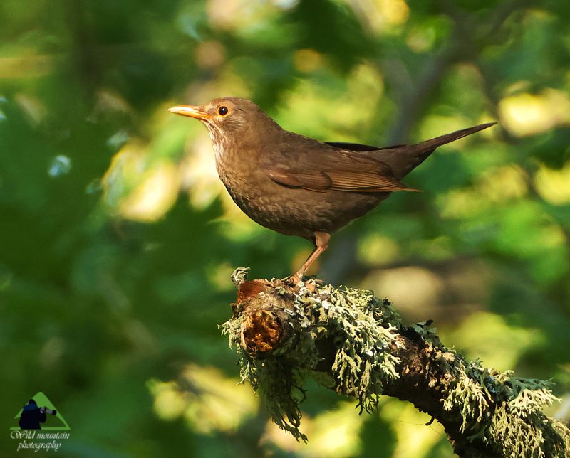 Τα πουλιά του Πυξαριά: Θηλυκό κοτσύφι (Turdus merula) Δίρφυς topoguide