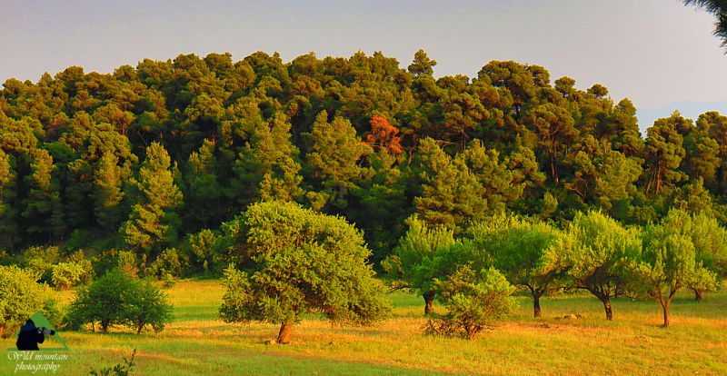 Το συγκρότημα του Πυξαριά: Στη ζώνη των πεύκων, συναντάμε πολλά λιβάδια με ημιάγρια καρποφόρα Δίρφυς topoguide
