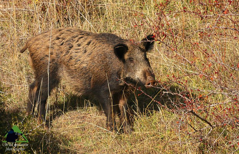 Τα πουλιά της Ταναΐδας: Το Αγριογούρουνο (Sus scrofa) Κεντρική Εύβοια/Δίρφυς topoguide