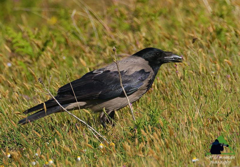 Εξερευνήστε την Ταναΐδα: Κουρούνα (Corvus cornix) Δίρφυς topoguide
