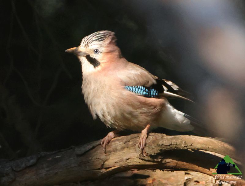 Εξερευνήστε την Ταναΐδα: Κίσσα (Garrulus glandarius) Δίρφυς topoguide