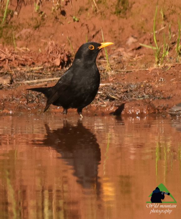 Εξερευνήστε την Ταναΐδα: Ο Κότσυφας (Turdus merula) Δίρφυς topoguide