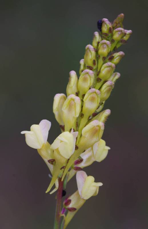 Mt Giona, Flora of Reka gorge: Linaria peloponnesiaca