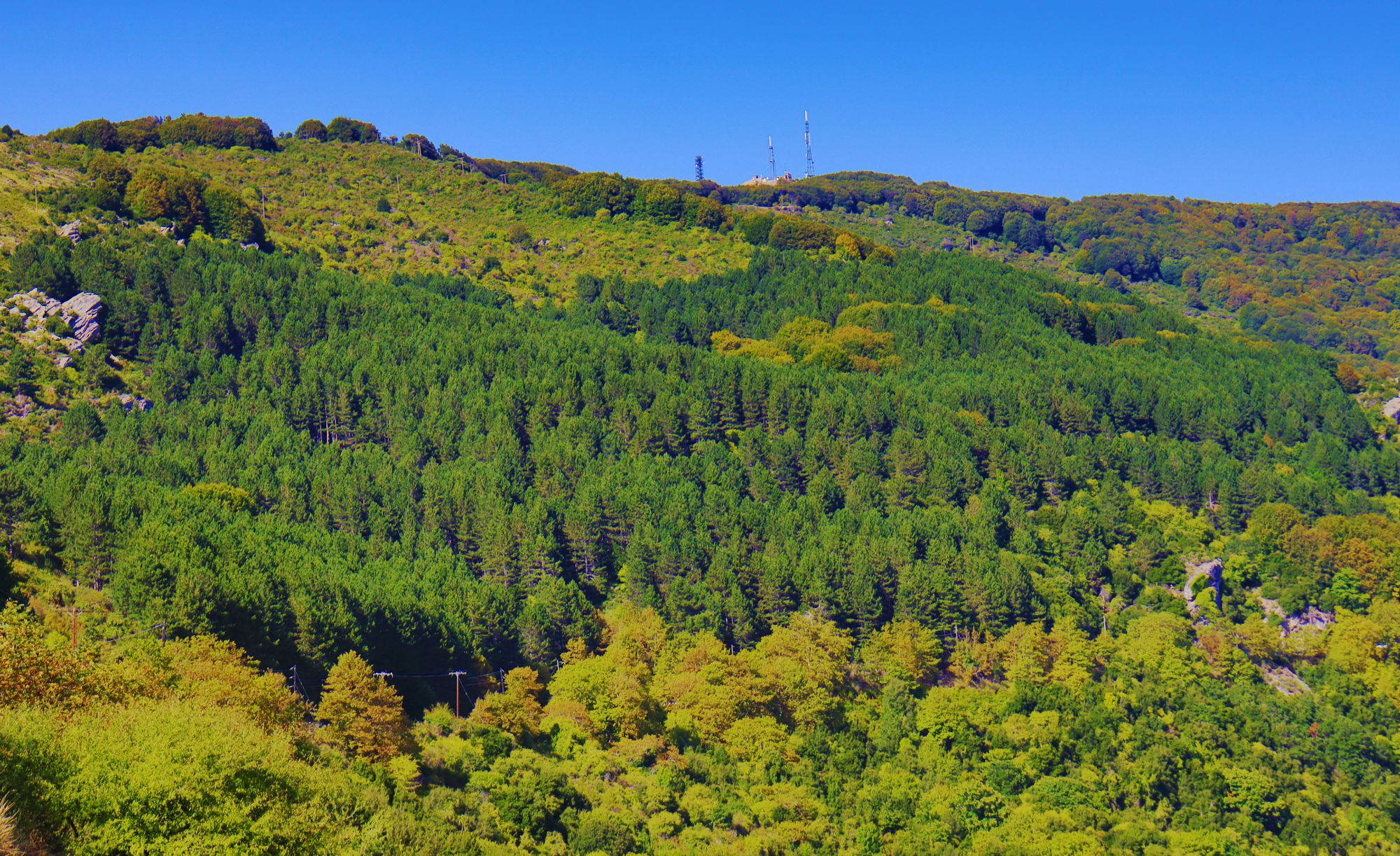 Βλάστηση του Κεντρικoύ Πηλίου: Δάσος Μαυρόπευκων στις πλαγιές της κορυφής Αηδονάκι
